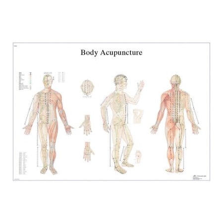 Fabrication Enterprises 3B Anatomical Chart - Acupuncture Body, Laminated 12-4602L